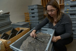 La paleontologa Evelyn Kustatscher studia i fossili delle piante (Photo courtesy of www.provincia.bz.it)