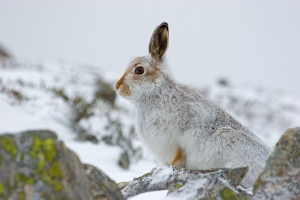 mountain-hare