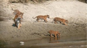 In this file photo unveiled by Bardiya National Park, Tigers are seen walking by a river side in Bardiya, Nepal. Photo: File photo