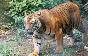 In this file photo by Kinhua, a Royal Bengal Tiger roams in its cage at central zoo in Kathmandu, Nepal. 