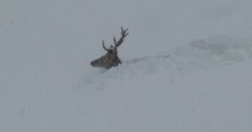 Cervo-nella-neve-photo-E.-Crepaz-courtesy-repubblica.it_-300x122.jpg