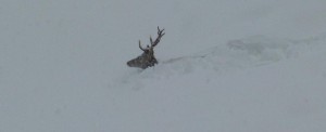 Cervo nella neve (photo E. Crepaz courtesy repubblica.it)