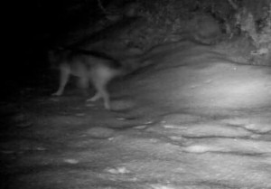 Uno dei lupi immortalati dalla fototrappola (Photo T. Borghetti - Stazione Forestale di Ala - Archivio Servizio Foreste e fauna PAT)