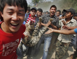 In this file photo locals taking leopard after killing it mercilessly in retaliation attack in the capital Kathmandu in March 10, 2013. Photo hungarypost.com.