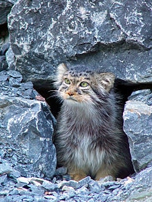 Pallass-cat-at-the-Zurich-zoo.jpg