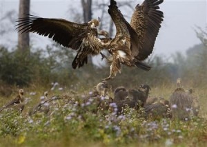 Vultures battle for a cow carcass as they feed at a vulture restaurant in Nawalparasi, south of Kathmandu. File photo: Reuters