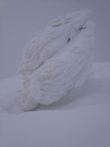 Croce di vetta della Grigna Settentrionale (Photo Rifugio Brioschi pagina facebook)