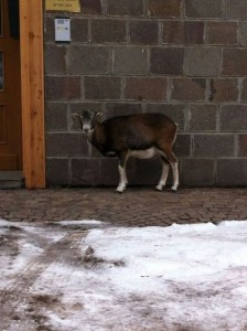 Il muflone immortalato di fronte alla porta dello studio legale di Canazei (Photo courtesy of Trentino-Corriere delle Alpi.gelocal)