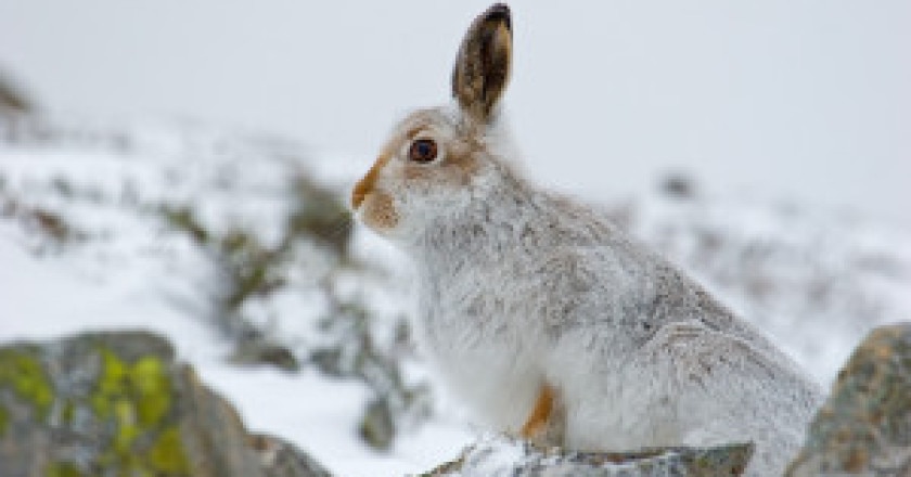 mountain-hare-300x200.jpg