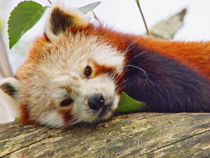 red-panda-300x225.jpg