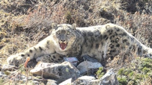 First snow leopard that was captured and fitted with satellite collars for the first time in Kanchenjunga Conservation Area (KCA) in eastern Nepal, two months ago. Photo: WWF.