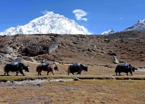 Un passo dopo l'altro Yak della spedizione sotto al monte Nuptse nella valle del Khumbu (Enrico De Santis)