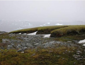 Photo of Antartide, “resuscitati” muschi congelati da 1500 anni