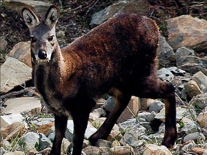 A Musk deer spotted at Manaslu Conservation Area in Gorkha.