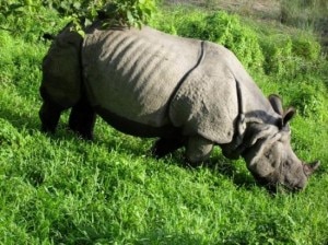 grazing-rhino