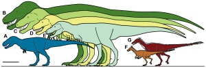 Il nuovo dinosauro Nanuqsaurus hoglundi, rappresentato in blu dalla lettera A, confrontato con altre specie tra cui il Tyrannosaurus rex, rappresentato dalle lettere B e C. (Photo courtesy of PlosOne)