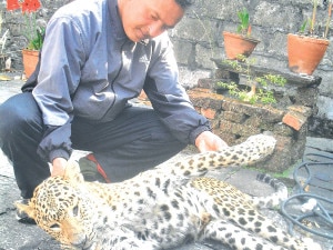 In this March 26, 2014 image, an official at  District Forest Office (DFO) inspect leopard found died mysteriously. Photo credit to ekantipur