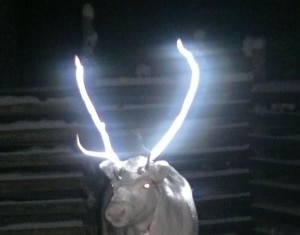 Photo of Finlandia, renne dalle corna fluorescenti avvistate in Lapponia