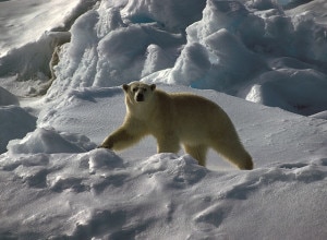 Orso polare (Photo Hannes Grobe/AWI courtesy of Wikimedia Commons)