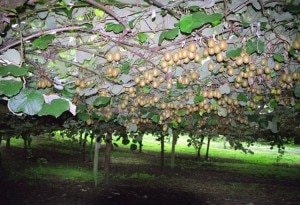 Piante che producono kiwi (Photo Jan Herold courtesy of Wikimedia Commons)