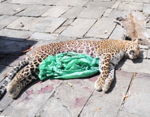 One of the four leopards that died after consuming poisoned meat. Photo: republica