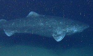 Squalo della Groenlandia (Photo courtesy of NOAA Ocean Explorer Program)