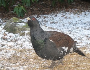 Gallo cedrone (Photo courtesy of Wikimedia Commons)