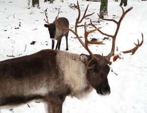 Renne sulla neve (Photo courtesy of Wikimedia Commons)