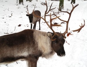 Renne sulla neve (Photo courtesy of Wikimedia Commons)