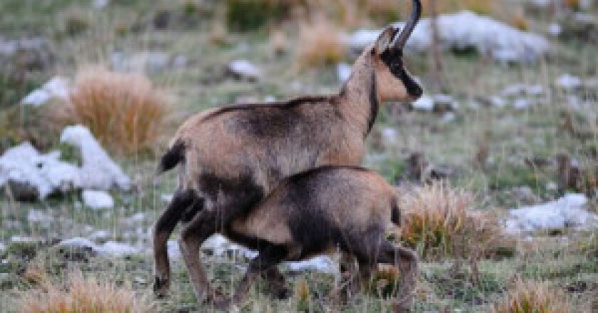 Chamois-International-Congress-photo-www.chamoiscongress.wix_.com-300x195.jpg