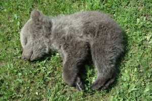 Il piccolo di orso è stato ritrovato nei boschi di San Lorenzo in Banale, sulle Dolomiti del Brenta (Photo A. Stoffella photo courtesy of Archivio Servizio Foreste e Fauna)