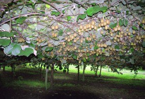 Kiwifruit-Actinidia_deliciosa-plantation-300x205.jpg