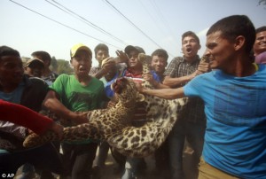 In this file photo by AP, a crowd gathers around the dead leopard which had attacked 15 poeple, including three policemen, after wandering into a Kathmandu suburb.