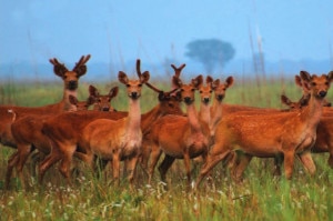 A herd of swamp deer. Image: Image source: lamakarma.net