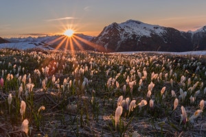 Alba tra i crocus (Marco Caccia)