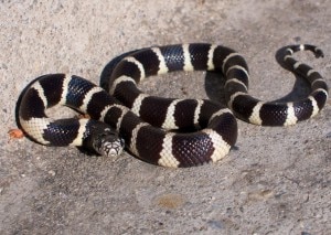 Serpente (Photo courtesy of Devin Ford on Flickr)