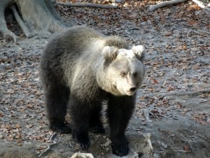 Orso (Photo Umberto Vesco courtesy of Flickr)