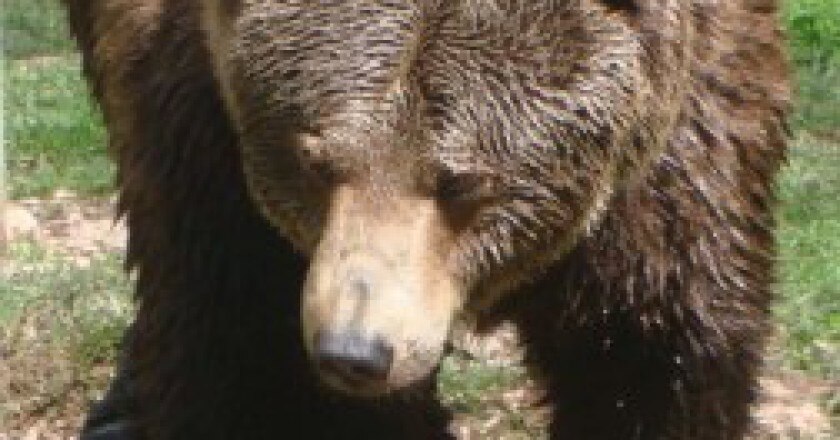 Foto_R_Visci_Orso-252x300.jpg