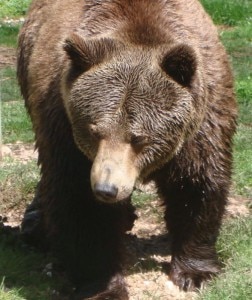 Orso marsicano (Photo R.Visci courtesy of www.parcoabruzzo.it)