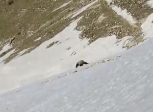 Photo of Turisti sul Monte Baldo per incontrare l’orso, è scoppiata la “orsomania”?