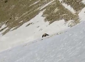 L'orso del Monte Baldo immortalato da uno dei video (Photo courtesy of Youtube)