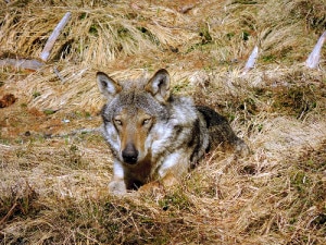 Uno degli scatti che immortalano il lupo in Alta Val di Non (Photo Ivan Stocchetti courtesy of Servizio Foreste e fauna della Provincia autonoma di Trento)