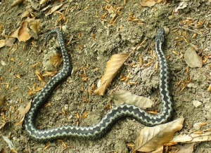 Vipera Berus (Photo Józef Kazimierz Sokołowski Wikipedia)