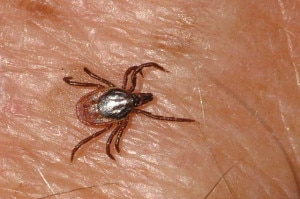 Zecca Ixodes (Photo James K. Lindsey - wikipedia)