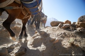 Cavalli carichi nel trekking verso il K2