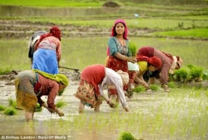 With the onset of monsoon farmer start planting rice in the agricultural country. Image source:dailymail.co.uk