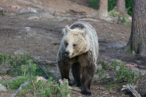 Orso (Photo Mauro Belardi courtesy of www.life-arctos.it)