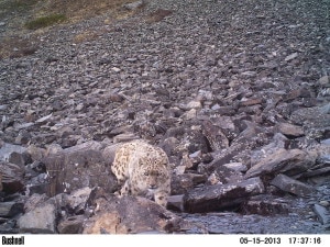 A snow leopard spotted at lower Mustang. A three-year study carried out by a team lead by Dr. Som Ale has concluded that Mustang houses a total of 5 snow leopards. File photo: Som Ale/DNPWC
