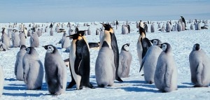 Pinguini imperatore con i piccoli (Photo courtesy of Wikipedia.org)