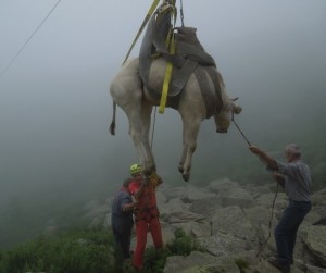 I tecnici del Soccorso Alpino durante il recupero della mucca (Photo courtesy of Sasp)